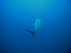 Unterwasserfotos Tauchbilder Tauchen Rotes Meer Mai 2010 MY Blue Seas Blue Planet Liveaboards