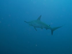 Unterwasserfotos Tauchbilder Tauchen Rotes Meer Mai 2010 MY Blue Seas Blue Planet Liveaboards