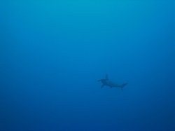 Unterwasserfotos Tauchbilder Tauchen Rotes Meer Mai 2010 MY Blue Seas Blue Planet Liveaboards