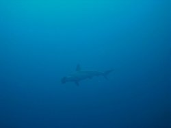 Unterwasserfotos Tauchbilder Tauchen Rotes Meer Mai 2010 MY Blue Seas Blue Planet Liveaboards
