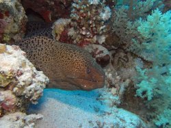 Unterwasserfotos Tauchbilder Tauchen Rotes Meer Mai 2010 MY Blue Seas Blue Planet Liveaboards