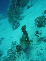 Unterwasserfotos Tauchbilder Tauchen Rotes Meer Mai 2010 MY Blue Seas Blue Planet Liveaboards