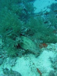 Unterwasserfotos Tauchbilder Tauchen Rotes Meer Mai 2010 MY Blue Seas Blue Planet Liveaboards