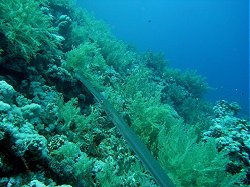 Unterwasserfotos Tauchbilder Tauchen Rotes Meer Mai 2010 MY Blue Seas Blue Planet Liveaboards