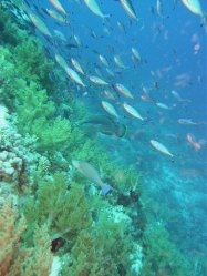 Unterwasserfotos Tauchbilder Tauchen Rotes Meer Mai 2010 MY Blue Seas Blue Planet Liveaboards