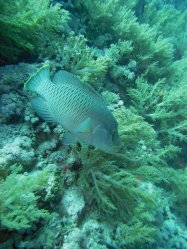 Unterwasserfotos Tauchbilder Tauchen Rotes Meer Mai 2010 MY Blue Seas Blue Planet Liveaboards