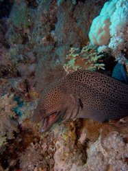 Unterwasserfotos Tauchbilder Tauchen Rotes Meer Mai 2010 MY Blue Seas Blue Planet Liveaboards