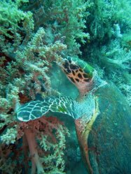Unterwasserfotos Tauchbilder Tauchen Rotes Meer Mai 2010 MY Blue Seas Blue Planet Liveaboards