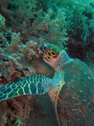 Unterwasserfotos Tauchbilder Tauchen Rotes Meer Mai 2010 MY Blue Seas Blue Planet Liveaboards
