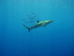 Unterwasserfotos Tauchbilder Tauchen Rotes Meer Mai 2010 MY Blue Seas Blue Planet Liveaboards