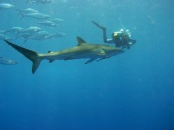 Unterwasserfotos Tauchbilder Tauchen Rotes Meer Mai 2010 MY Blue Seas Blue Planet Liveaboards
