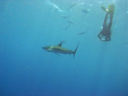 Unterwasserfotos Tauchbilder Tauchen Rotes Meer Mai 2010 MY Blue Seas Blue Planet Liveaboards