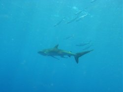 Unterwasserfotos Tauchbilder Tauchen Rotes Meer Mai 2010 MY Blue Seas Blue Planet Liveaboards