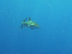 Unterwasserfotos Tauchbilder Tauchen Rotes Meer Mai 2010 MY Blue Seas Blue Planet Liveaboards