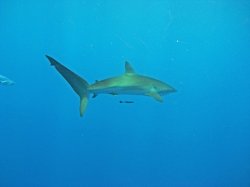Unterwasserfotos Tauchbilder Tauchen Rotes Meer Mai 2010 MY Blue Seas Blue Planet Liveaboards