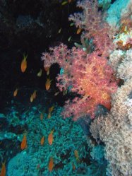 Unterwasserfotos Tauchbilder Tauchen Rotes Meer Mai 2010 MY Blue Seas Blue Planet Liveaboards