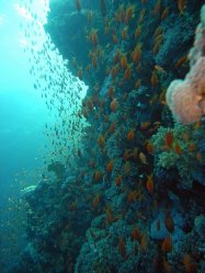 Unterwasserfotos Tauchbilder Tauchen Rotes Meer Mai 2010 MY Blue Seas Blue Planet Liveaboards