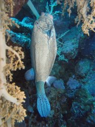 Unterwasserfotos Tauchbilder Tauchen Rotes Meer Mai 2010 MY Blue Seas Blue Planet Liveaboards
