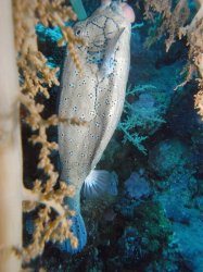 Unterwasserfotos Tauchbilder Tauchen Rotes Meer Mai 2010 MY Blue Seas Blue Planet Liveaboards