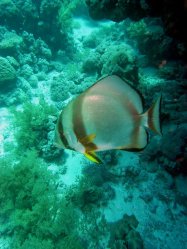 Unterwasserfotos Tauchbilder Tauchen Rotes Meer Mai 2010 MY Blue Seas Blue Planet Liveaboards