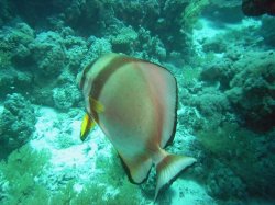 Unterwasserfotos Tauchbilder Tauchen Rotes Meer Mai 2010 MY Blue Seas Blue Planet Liveaboards