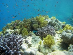 Unterwasserfotos Tauchbilder Tauchen Rotes Meer Mai 2010 MY Blue Seas Blue Planet Liveaboards