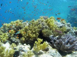 Unterwasserfotos Tauchbilder Tauchen Rotes Meer Mai 2010 MY Blue Seas Blue Planet Liveaboards
