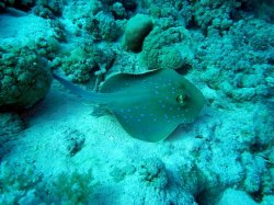 Unterwasserfotos Tauchbilder Tauchen Rotes Meer Mai 2010 MY Blue Seas Blue Planet Liveaboards