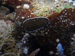 Unterwasserfotos Tauchbilder Tauchen Rotes Meer Mai 2010 MY Blue Seas Blue Planet Liveaboards