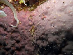 Unterwasserfotos Tauchbilder Tauchen Rotes Meer Mai 2010 MY Blue Seas Blue Planet Liveaboards