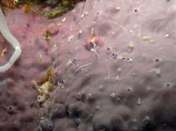 Unterwasserfotos Tauchbilder Tauchen Rotes Meer Mai 2010 MY Blue Seas Blue Planet Liveaboards