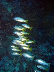 Unterwasserfotos Tauchbilder Tauchen Rotes Meer Mai 2010 MY Blue Seas Blue Planet Liveaboards
