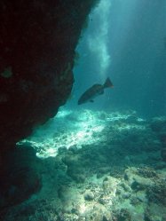 Unterwasserfotos Tauchbilder Tauchen Rotes Meer Mai 2010 MY Blue Seas Blue Planet Liveaboards