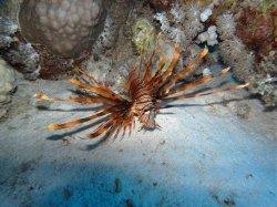 Unterwasserfotos Tauchbilder Tauchen Rotes Meer Mai 2010 MY Blue Seas Blue Planet Liveaboards