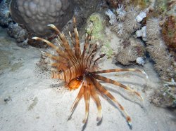 Unterwasserfotos Tauchbilder Tauchen Rotes Meer Mai 2010 MY Blue Seas Blue Planet Liveaboards