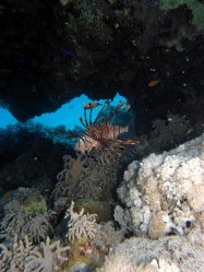 Unterwasserfotos Tauchbilder Tauchen Rotes Meer Mai 2010 MY Blue Seas Blue Planet Liveaboards