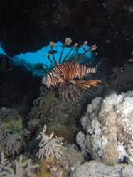 Unterwasserfotos Tauchbilder Tauchen Rotes Meer Mai 2010 MY Blue Seas Blue Planet Liveaboards