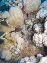 Unterwasserfotos Tauchbilder Tauchen Rotes Meer Mai 2010 MY Blue Seas Blue Planet Liveaboards