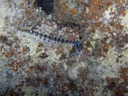 Unterwasserfotos Tauchbilder Tauchen Rotes Meer Mai 2010 MY Blue Seas Blue Planet Liveaboards