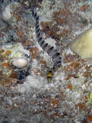 Unterwasserfotos Tauchbilder Tauchen Rotes Meer Mai 2010 MY Blue Seas Blue Planet Liveaboards