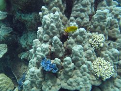 Unterwasserfotos Tauchbilder Tauchen Rotes Meer Mai 2010 MY Blue Seas Blue Planet Liveaboards