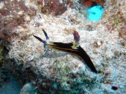Unterwasserfotos Tauchbilder Tauchen Rotes Meer Mai 2010 MY Blue Seas Blue Planet Liveaboards