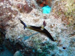 Unterwasserfotos Tauchbilder Tauchen Rotes Meer Mai 2010 MY Blue Seas Blue Planet Liveaboards