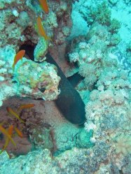Unterwasserfotos Tauchbilder Tauchen Rotes Meer Mai 2010 MY Blue Seas Blue Planet Liveaboards