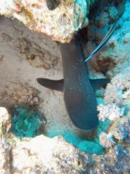 Unterwasserfotos Tauchbilder Tauchen Rotes Meer Mai 2010 MY Blue Seas Blue Planet Liveaboards