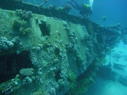 Unterwasserfotos Tauchbilder Tauchen Rotes Meer Mai 2010 MY Blue Seas Blue Planet Liveaboards