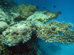 Unterwasserfotos Tauchbilder Tauchen Rotes Meer Mai 2010 MY Blue Seas Blue Planet Liveaboards