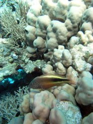 Unterwasserfotos Tauchbilder Tauchen Rotes Meer Mai 2010 MY Blue Seas Blue Planet Liveaboards