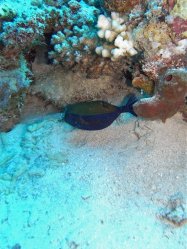 Unterwasserfotos Tauchbilder Tauchen Rotes Meer Mai 2010 MY Blue Seas Blue Planet Liveaboards