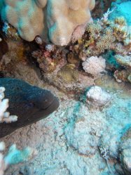 Unterwasserfotos Tauchbilder Tauchen Rotes Meer Mai 2010 MY Blue Seas Blue Planet Liveaboards
